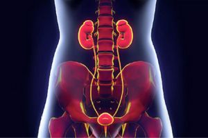 عکس رنگی مثانه عکس رنگی مثانه